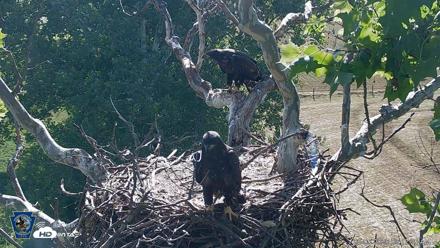 PA Farm Country Eagles Live Cams - Jun 5, 2026, 9:18am EDT
