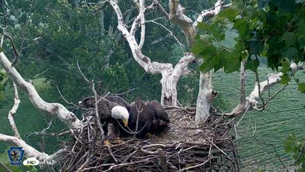 PA Farm Country Eagles Live Cams - Jul 18, 2026, 9:04am EDT