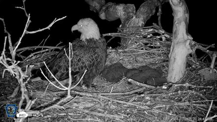 PA Farm Country Eagles Live Cams - Apr 10, 2026, 9:25pm EDT
