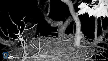 PA Farm Country Eagles Live Cams - May 26, 2026, 9:16pm EDT