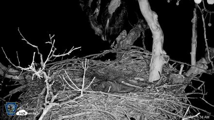 PA Farm Country Eagles Live Cams - Apr 15, 2026, 2:16am EDT