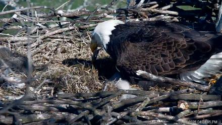 PA Farm Country Eagles Live Cams - Mar 28, 2026, 4:05pm EDT