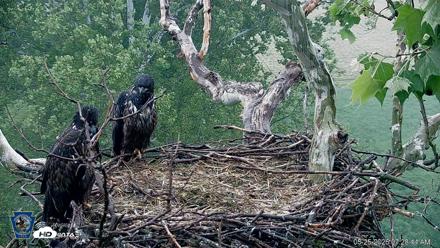 PA Farm Country Eagles Live Cams - May 25, 2026, 7:29am EDT