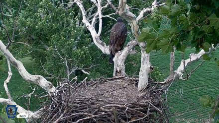 PA Farm Country Eagles Live Cams - Jul 15, 2026, 6:50pm EDT