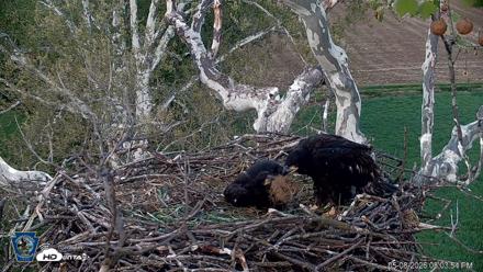 PA Farm Country Eagles Live Cams - May 8, 2026, 8:04pm EDT