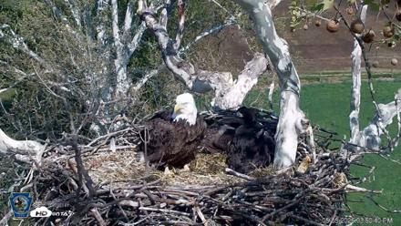 PA Farm Country Eagles Live Cams - May 5, 2026, 3:51pm EDT