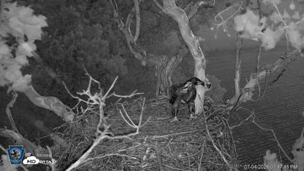 PA Farm Country Eagles Live Cams - Jul 4, 2026, 7:48pm EDT