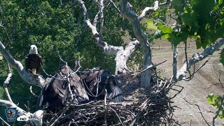 PA Farm Country Eagles Live Cams - Jun 4, 2026, 11:38am EDT