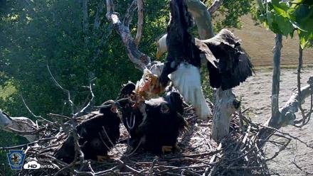 PA Farm Country Eagles Live Cams - Jun 1, 2026, 8:54am EDT