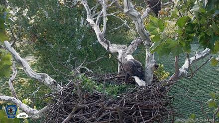 PA Farm Country Eagles Live Cams - Aug 29, 2026, 6:58am EDT