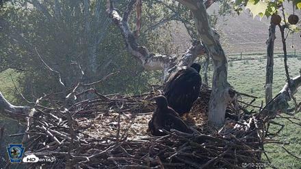 PA Farm Country Eagles Live Cams - May 10, 2026, 8:13am EDT