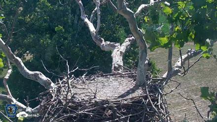 PA Farm Country Eagles Live Cams - Jul 4, 2026, 10:33am EDT