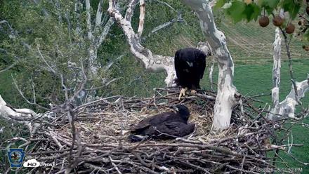 PA Farm Country Eagles Live Cams - May 16, 2026, 5:12pm EDT