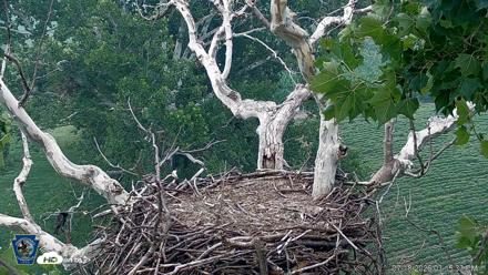 PA Farm Country Eagles Live Cams - Jul 18, 2026, 3:16pm EDT