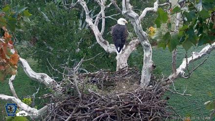 PA Farm Country Eagles Live Cams - Sep 23, 2026, 9:17am EDT