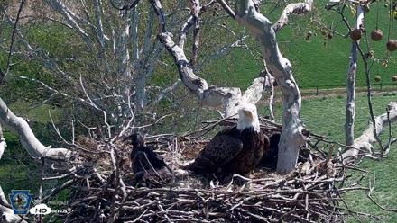 PA Farm Country Eagles Live Cams - Apr 23, 2026, 12:07pm EDT