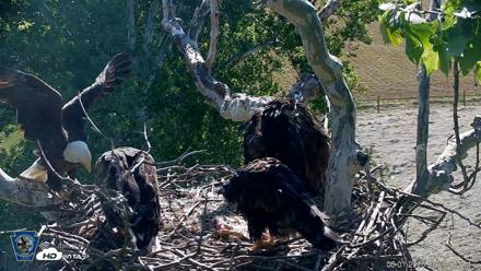 PA Farm Country Eagles Live Cams - Jun 1, 2026, 9:26am EDT
