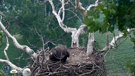 PA Farm Country Eagles Live Cams - Jul 18, 2026, 9:04am EDT
