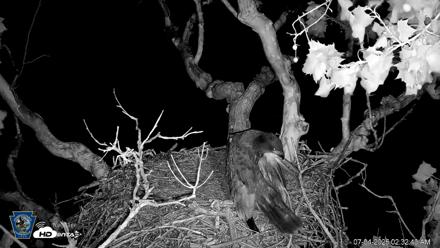 PA Farm Country Eagles Live Cams - Jul 4, 2026, 2:33am EDT