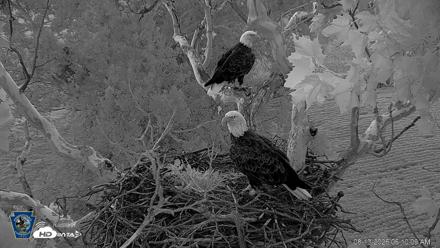 PA Farm Country Eagles Live Cams - Aug 13, 2026, 6:10am EDT