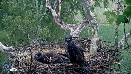 PA Farm Country Eagles Live Cams - May 21, 2026, 3:26pm EDT