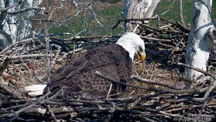 PA Farm Country Eagles Live Cams - Mar 26, 2026, 2:34pm EDT