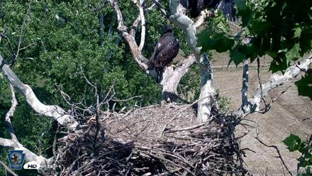 PA Farm Country Eagles Live Cams - Jun 5, 2026, 3:29pm EDT