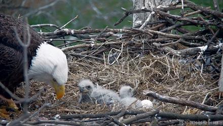 PA Farm Country Eagles Live Cams - Mar 30, 2026, 9:53am EDT