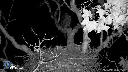 PA Farm Country Eagles Live Cams - Jul 14, 2026, 12:42am EDT
