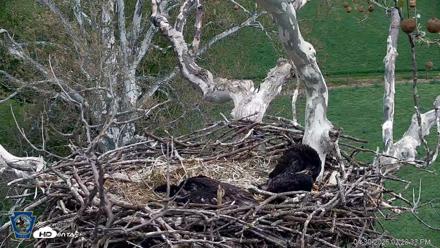 PA Farm Country Eagles Live Cams - Apr 30, 2026, 2:21pm EDT
