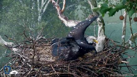 PA Farm Country Eagles Live Cams - May 20, 2026, 4:29pm EDT