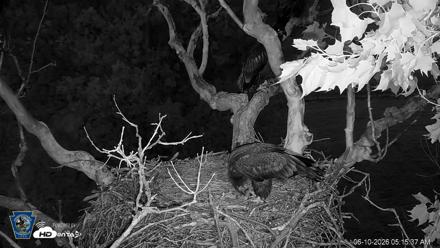 PA Farm Country Eagles Live Cams - Jun 10, 2026, 5:16am EDT
