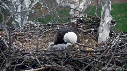 PA Farm Country Eagles Live Cams - Mar 31, 2026, 1:44pm EDT