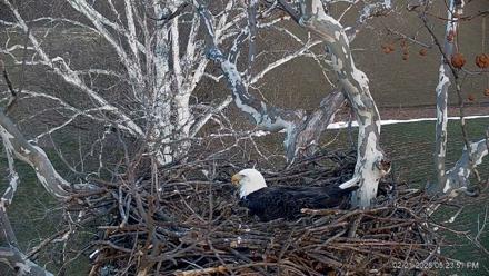 PA Farm Country Eagles Live Cams - Feb 21, 2026, 5:24pm EST
