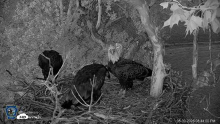 PA Farm Country Eagles Live Cams - May 30, 2026, 8:44pm EDT