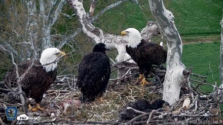 PA Farm Country Eagles Live Cams - Apr 29, 2026, 9:24am EDT