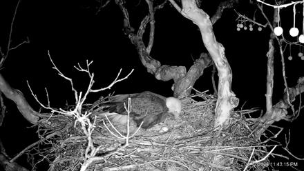 PA Farm Country Eagles Live Cams - Feb 12, 2026, 11:44pm EST