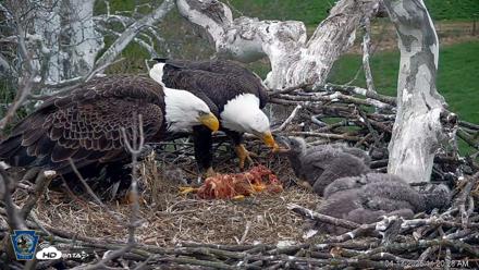 PA Farm Country Eagles Live Cams - Apr 13, 2026, 11:21am EDT