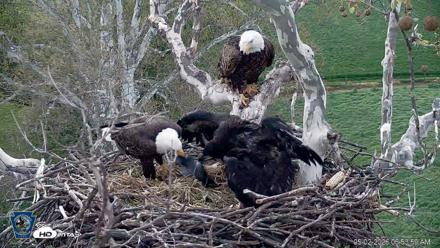 PA Farm Country Eagles Live Cams - May 2, 2026, 6:57am EDT