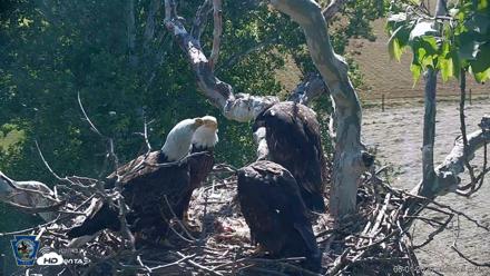 PA Farm Country Eagles Live Cams - Jun 1, 2026, 9:27am EDT