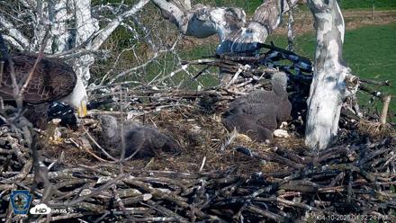 PA Farm Country Eagles Live Cams - Apr 10, 2026, 4:33pm EDT