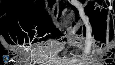 PA Farm Country Eagles Live Cams - Apr 23, 2026, 12:49am EDT