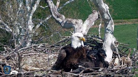 PA Farm Country Eagles Live Cams - Apr 24, 2026, 3:10pm EDT