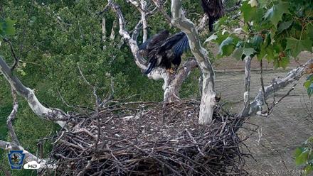 PA Farm Country Eagles Live Cams - Jun 1, 2026, 7:34pm EDT