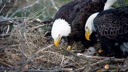 PA Farm Country Eagles Live Cams - Mar 21, 2026, 6:02pm EDT
