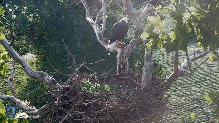 PA Farm Country Eagles Live Cams - Aug 13, 2026, 7:32am EDT