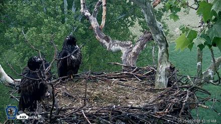 PA Farm Country Eagles Live Cams - May 25, 2026, 8:43am EDT