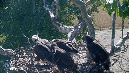 PA Farm Country Eagles Live Cams - Jun 1, 2026, 9:39am EDT
