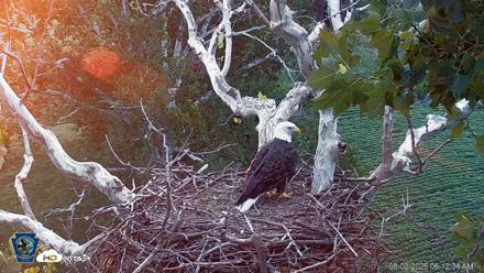 PA Farm Country Eagles Live Cams - Aug 2, 2026, 6:13am EDT