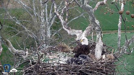 PA Farm Country Eagles Live Cams - Apr 22, 2026, 9:58am EDT